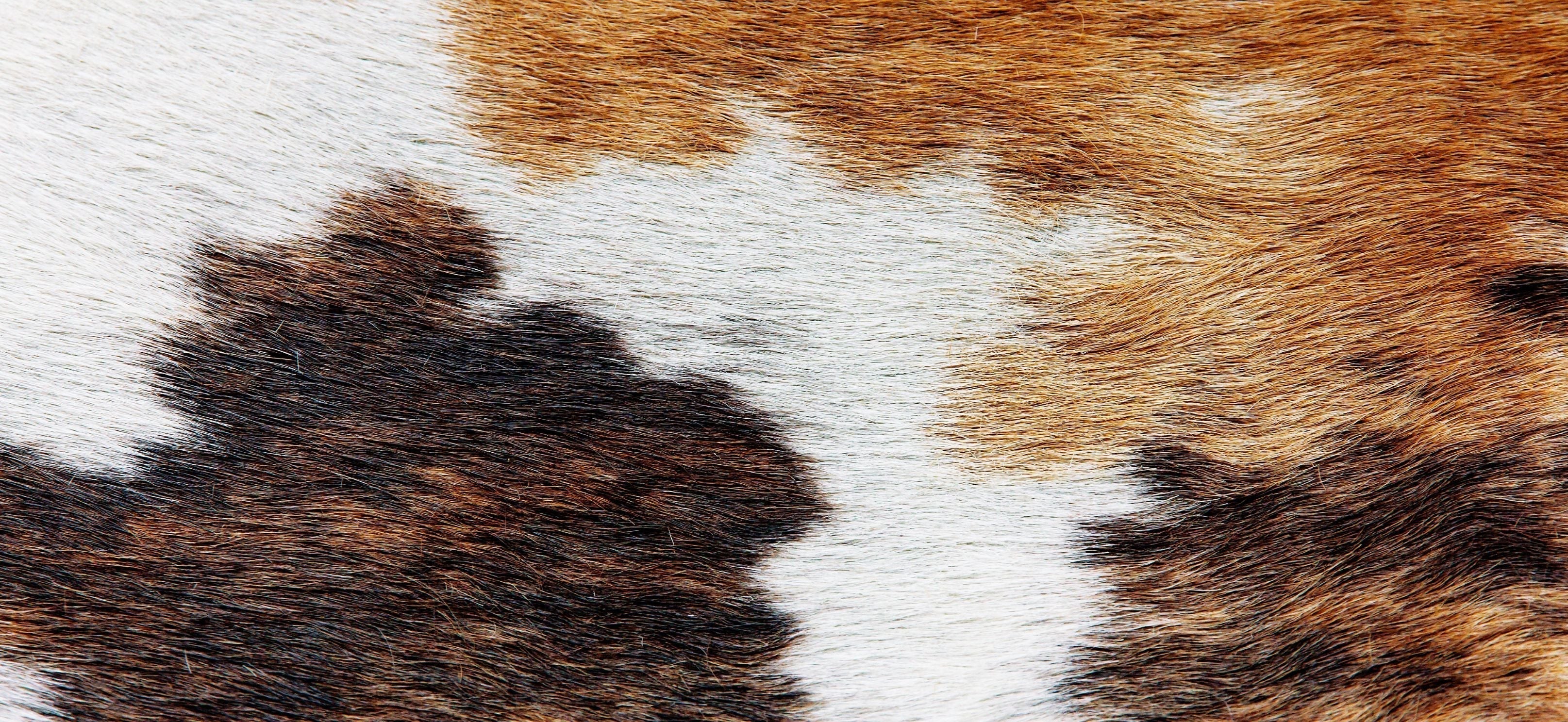 How to Clean Dog Urine from Cowhide Rug