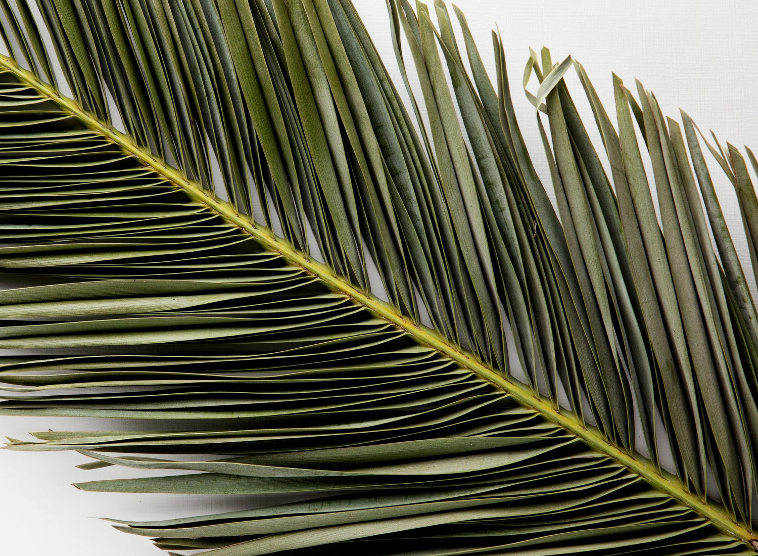 Date leaf table placemat for elegant dining decor