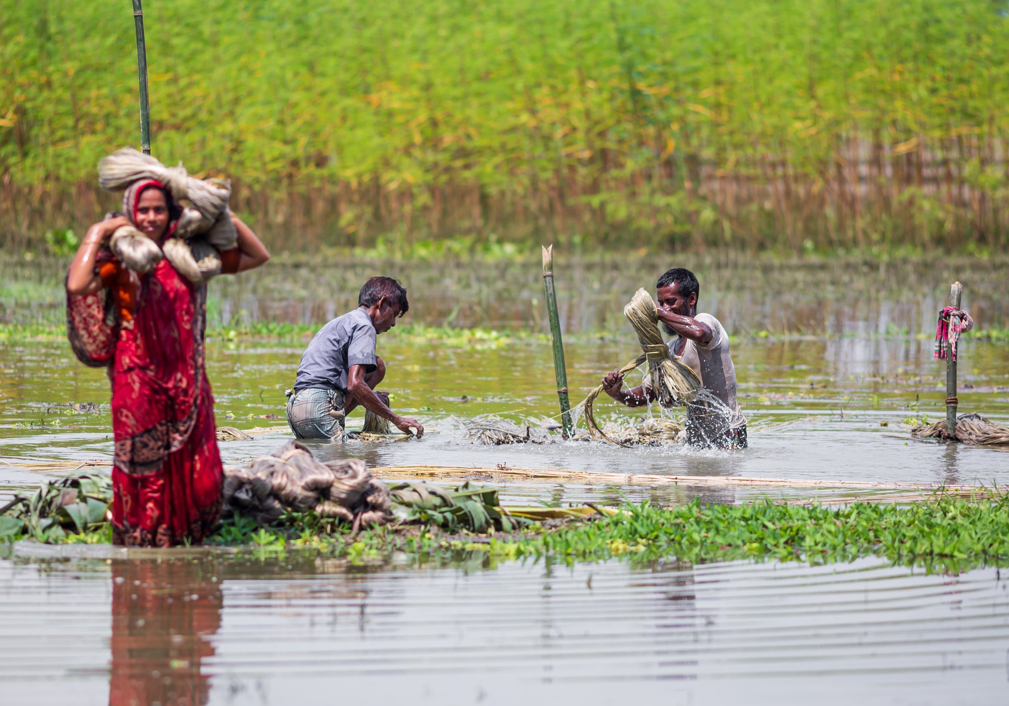 Eco crave jute cultivation