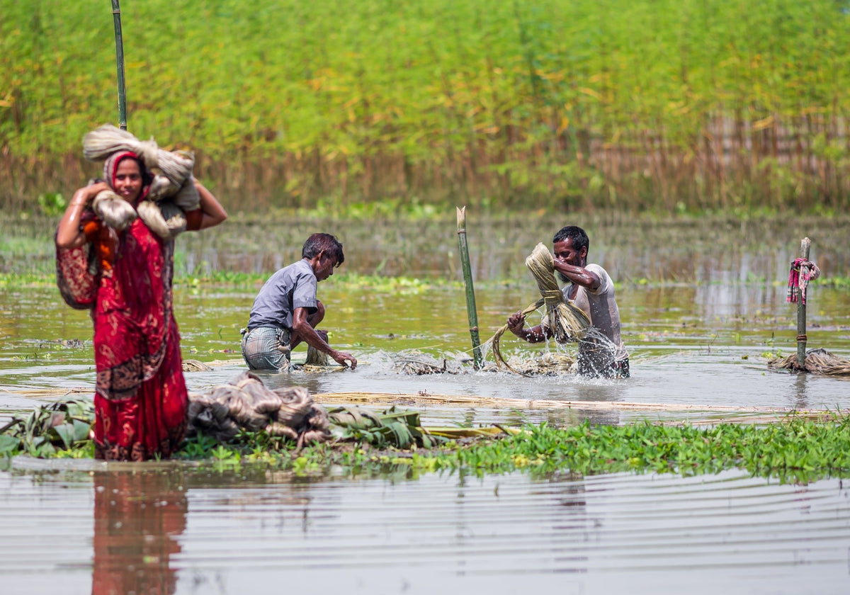 4 Reasons Tossa Jute Is Bangladesh’s Golden Treasure